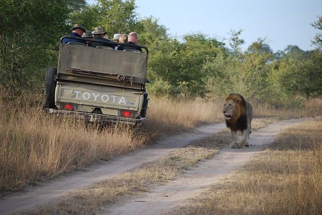 A safari vehicle in Africa with passengers stopped along side a road.  They are watching a lion passing by on the road at a very close distance.